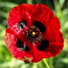 200 Seeds Turkish Tulip Poppy Seeds For Garden Planting Easy to Grow