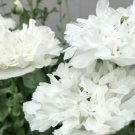 200 Seeds White Cloud Poppy Seeds For Garden Planting Easy to Grow