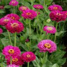 100 Seeds Purple Prince Zinnia Seeds For Garden Planting Easy to Grow