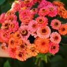 100 Seeds Pumila Salmon Zinnia Seeds For Garden Planting Easy to Grow