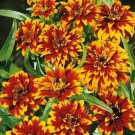 100 Seeds Old Mexico Zinnia Seeds For Garden Planting Easy to Grow