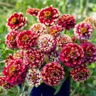 100 Seeds Aztec Burgundy Bicolour Zinnia Seeds For Garden Easy to Grow