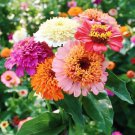 100 Seeds Scabiosa Flowered Mix Zinnia Seeds For Garden Easy to Grow
