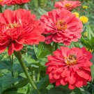100 Seeds Benary Giant Coral Zinnia Seeds For Garden Planting Easy to Grow