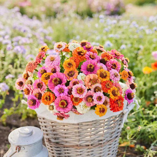 100 Seeds Button Box Mix Dwarf Zinnia Seeds For Garden Easy to Grow