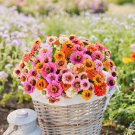 100 Seeds Button Box Mix Dwarf Zinnia Seeds For Garden Easy to Grow