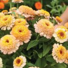 100 Seeds Zinderella Peach Zinnia Seeds For Garden Planting Easy to Grow