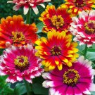 100 Seeds Swirls Mixed Zinnia Seeds For Garden Planting Easy to Grow
