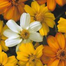 100 Seeds Starbright Mix Zinnia Seeds For Garden Planting Easy to Grow