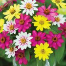 100 Seeds Zahara Raspberry Lemonade Mix Zinnia Seeds For Garden Easy to Grow
