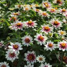 100 Seeds Zahara Starlight Rose Zinnia Seeds For Garden Easy to Grow