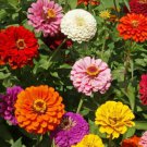 100 Seeds State Fair Mix Zinnia Seeds For Garden Planting Easy to Grow