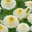 100 Seeds Zinderella White Zinnia Seeds For Garden Planting Easy to Grow