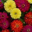 100 Seeds Zahara Double Mix Brilliant Zinnia Seeds For Garden Easy to Grow