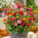 100 Seeds Thumbelina Dwarf Zinnia Seeds For Garden Planting Easy to Grow