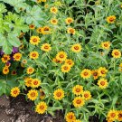 100 Seeds Soleado Zinnia Seeds For Garden Planting Easy to Grow