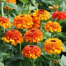 100 Seeds Zinderella Orange Zinnia Seeds For Garden Planting Easy to Grow
