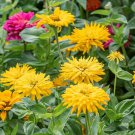 100 Seeds Super Cact Sungod Zinnia Seeds For Garden Planting Easy to Grow
