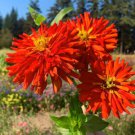 100 Seeds Super Cact Redman Zinnia Seeds For Garden Planting Easy to Grow