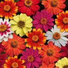 100 Seeds Zahara Bonfire Mix Zinnia Seeds For Garden Planting Easy to Grow
