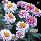 100 Seeds Zahara Double Raspberry Ripple Zinnia Seeds For Garden Easy to Grow
