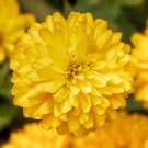 100 Seeds Zydeco Deep Yellow Zinnia Seeds For Garden Planting Easy to Grow