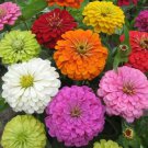 100 Seeds Super Yoga Mix Zinnia Seeds For Garden Planting Easy to Grow