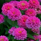 100 Seeds Uproar Rose Zinnia Seeds For Garden Planting Easy to Grow