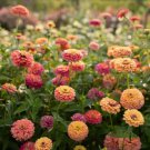 100 Seeds Unicorn Mix Zinnia Seeds For Garden Planting Easy to Grow