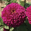 100 Seeds Tudor Zinnia Seeds For Garden Planting Easy to Grow