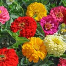 100 Seeds Sunshine Hybrid Mix Zinnia Seeds For Garden Planting Easy to Grow