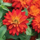 100 Seeds Zahara Double Fire Zinnia Seeds For Garden Planting Easy to Grow