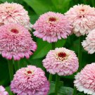 100 Seeds Zinderella Lilac Zinnia Seeds For Garden Planting Easy to Grow