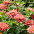 100 Seeds Senorita Zinnia Seeds For Garden Planting Easy to Grow