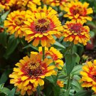 100 Seeds Zowie Yellow Flame Zinnia Seeds For Garden Planting Easy to Grow