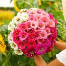 100 Seeds Show Stopper Mix Zinnia Seeds For Garden Planting Easy to Grow