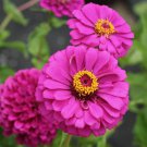 100 Seeds Violet Queen Zinnia Seeds For Garden Planting Easy to Grow