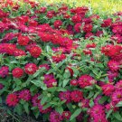 100 Seeds Zahara Double Cherry Zinnia Seeds For Garden Easy to Grow