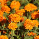 100 Seeds Zahara Double Bright Orange Zinnia Seeds For Garden Easy to Grow
