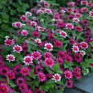 100 Seeds Profion Cherry Bicolor Zinnia Seeds For Garden Easy to Grow
