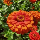 100 Seeds Oriole Zinnia Seeds For Garden Planting Easy to Grow