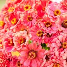 100 Seeds Salmon Queen Zinnia Seeds For Garden Planting Easy to Grow