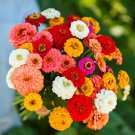 100 Seeds Pumila Cut & Come Again Zinnia Seeds For Garden Easy to Grow