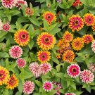 100 Seeds Swizzle Mix Zinnia Seeds For Garden Planting Easy to Grow