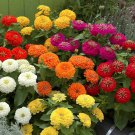 100 Seeds Preciosa Mix Zinnia Seeds For Garden Planting Easy to Grow