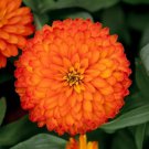 100 Seeds Zydeco Fire Zinnia Seeds For Garden Planting Easy to Grow