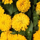 100 Seeds Magellan Yellow Zinnia Seeds For Garden Planting Easy to Grow