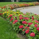 100 Seeds Magellan Mix Zinnia Seeds For Garden Planting Easy to Grow