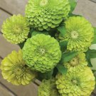 100 Seeds Tequila Lime Zinnia Seeds For Garden Planting Easy to Grow