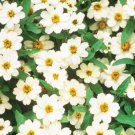 100 Seeds Profion Double White Zinnia Seeds For Garden Easy to Grow